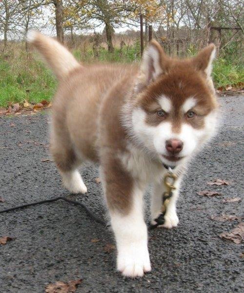 Danko 9 Wochen 2 043